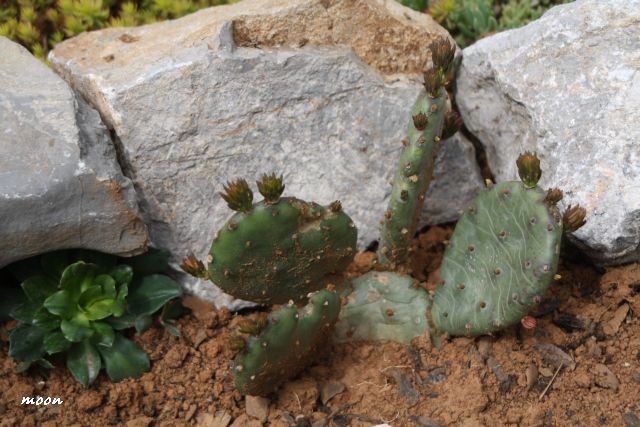 Opuntia compresa i Lewisia